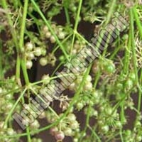 dry coriander