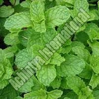 Mentha Spicata Oil