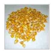 Yellow Maize