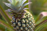 Golden sweet pineapple