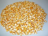 Dried Corn Kernel