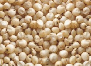 Sorghum Seed