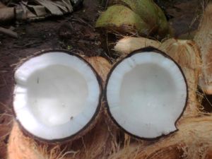 Coconut