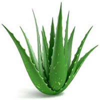 Aloe Vera Leaves