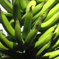 Fresh Nendran Banana
