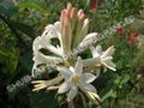 tuberose