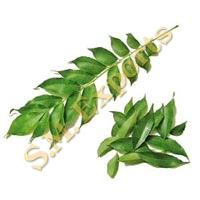 Curry Leaves