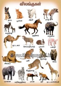 Tamil Animals Chart