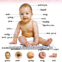 Parts of the Body Chart in Tamil