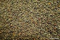 Sesbania Seeds