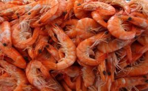 Prawn Fish