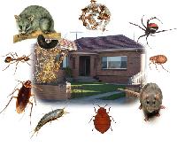 Household Pest Control