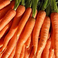 Fresh Carrot