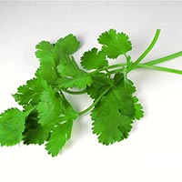 Fresh Coriander Leaves