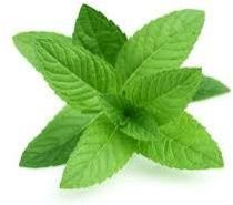 Fresh Mint Leaves