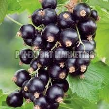 Fresh Blackcurrant