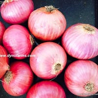 Red Indian Nashik Onion