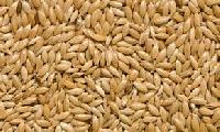 Canary Seed