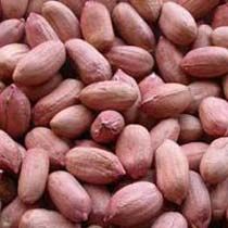 Groundnut Kernels