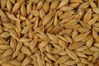 Organic Barley