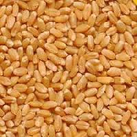 Lokwan Wheat