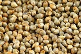 pearl millet seed