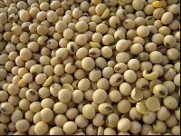 Soybean Seed