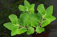 Tulsi Leaves