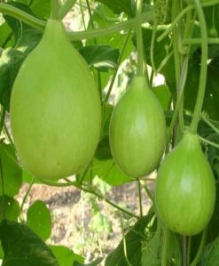 Fresh Round Bottle Gourd