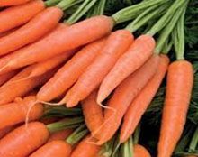 Fresh Carrot