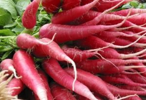 Fresh Radish