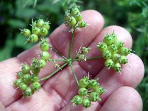 Coriander Seeds