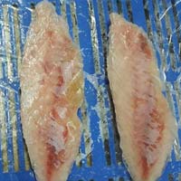 Frozen Reef Cod Fish