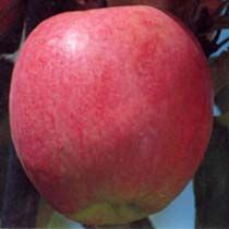 Fresh Ambri Apple