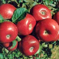 Fresh American Apple