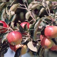 Fresh Hazratbal Apple