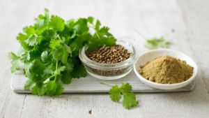 Coriander