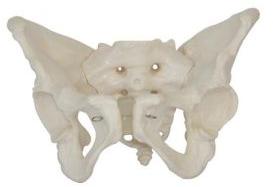 Adult Female Pelvis