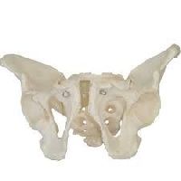 Adult male pelvis