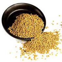 Yellow Mustard Seeds