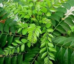 Curry Leaves