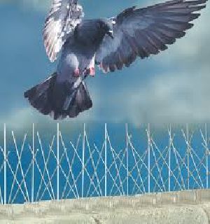 pigeon control services