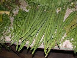 Moringa