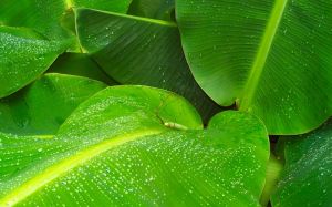 Banana Leaf