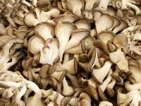 Dry Oyster Mushroom