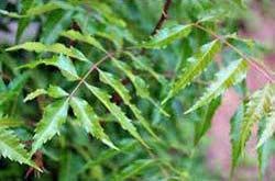 Neem Leaves