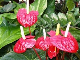 Fresh Anthurium Flowers