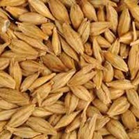 Barley Seeds