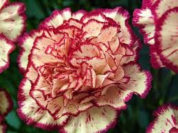 Fresh Carnation Flowers