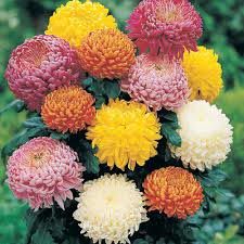 Fresh Chrysanthemums Flowers